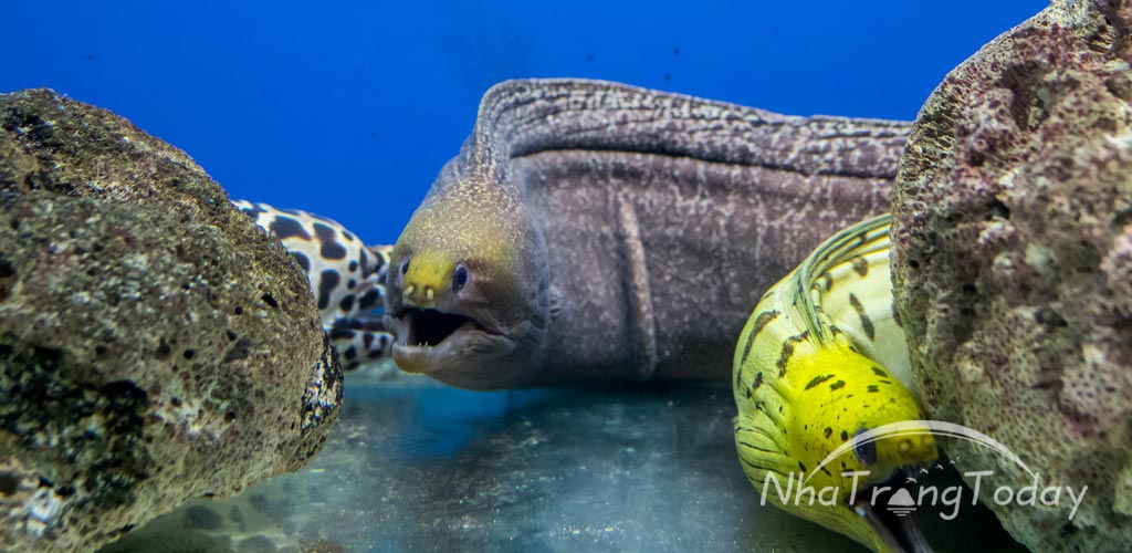 Viện hải dương học Nha Trang